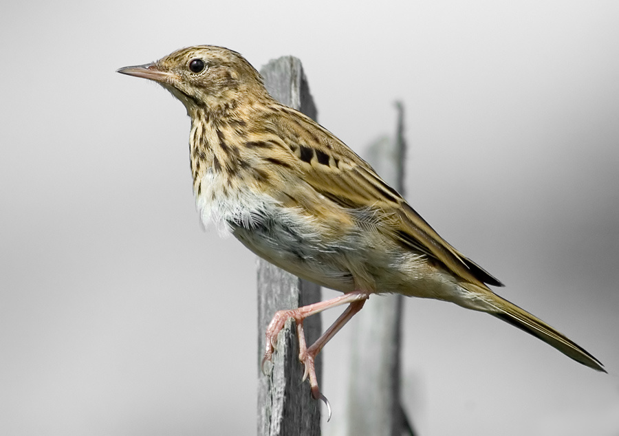 Конёк Лесной конек, Tree Pipit, Anthus trivialis