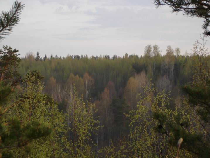 осень или весна. лес деревья небо
