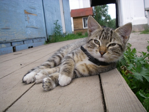 Монастырский кот котенок