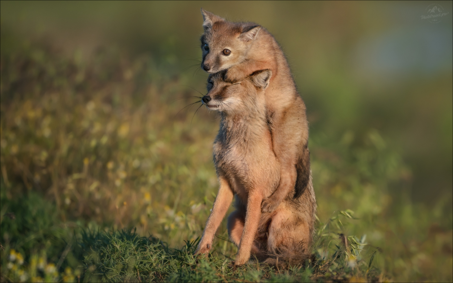 ЖМУРКИ корсак степная лиса vulpes corsac