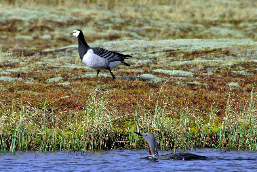 Наперегонки Краснозобая гагара, Gavia stellata, белощекая казарка, Branta leucopsis, Red-throated Loon, Barnacle Goose, Tobseda, Barents Sea, Arctic