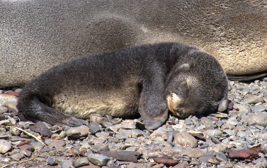 Sweet sleep Prion island fur seal