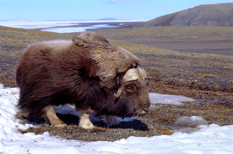 Одинец Овцебык, Ovibos moschatus, Чукотка, Muskox, Wrangel Island