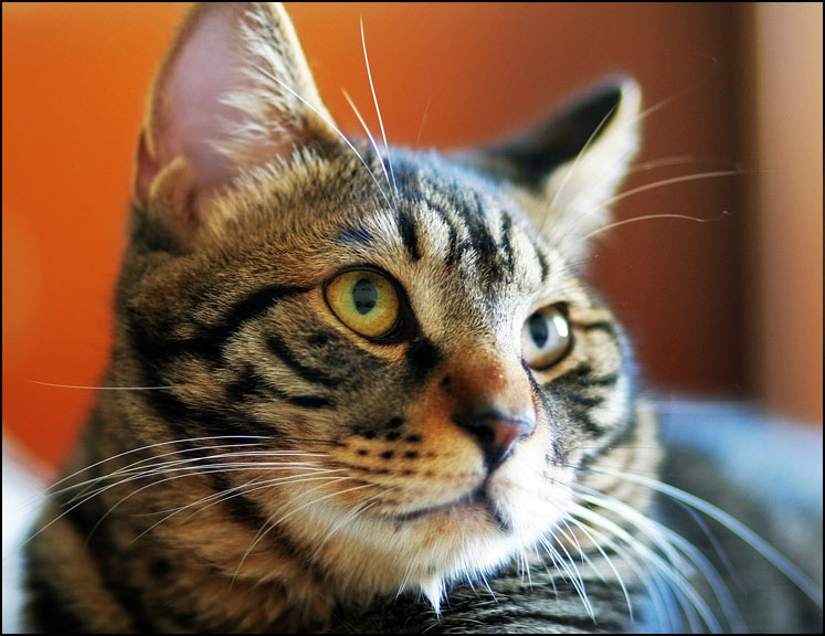 Котопортрет кот гуччи