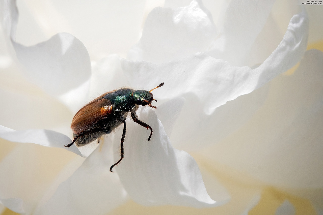 Хрущик садовый (Phyllopertha horticola) 