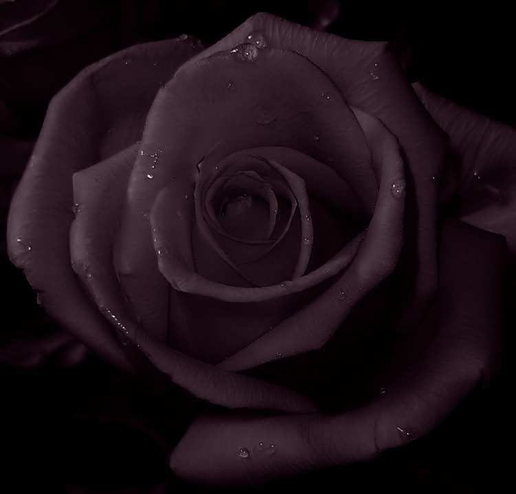 black mood rose, black, death
