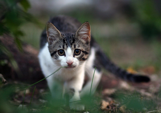 Поймал котейку будва кот черногория canon 85mm 1.8