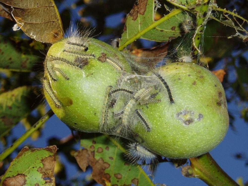 Starved caterpillars straved