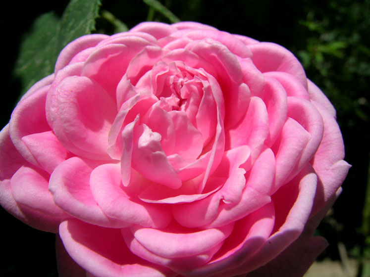 Rose роза, цветы, природа