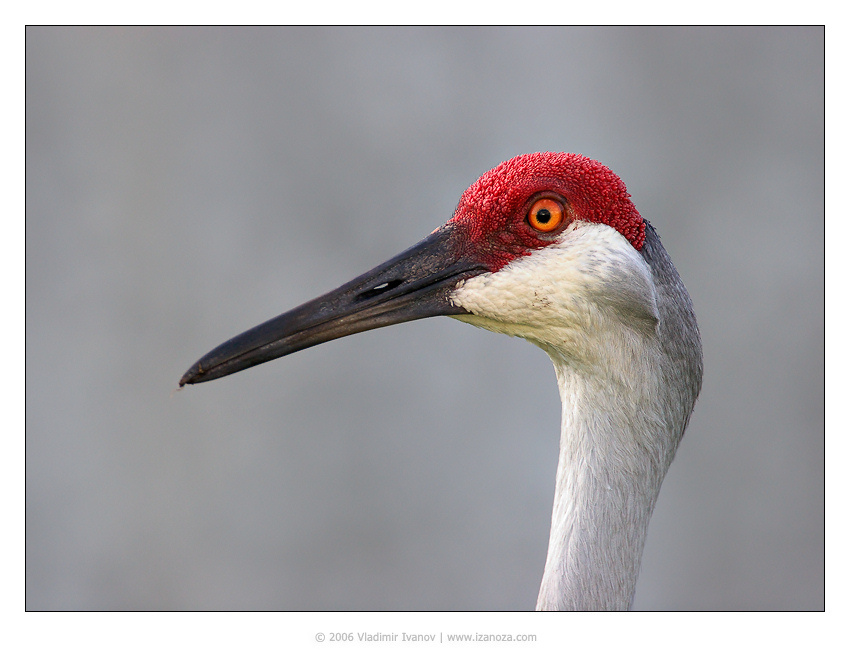 Красная Шапочка (в профиль) журавль канадский sandhill crane Florida US