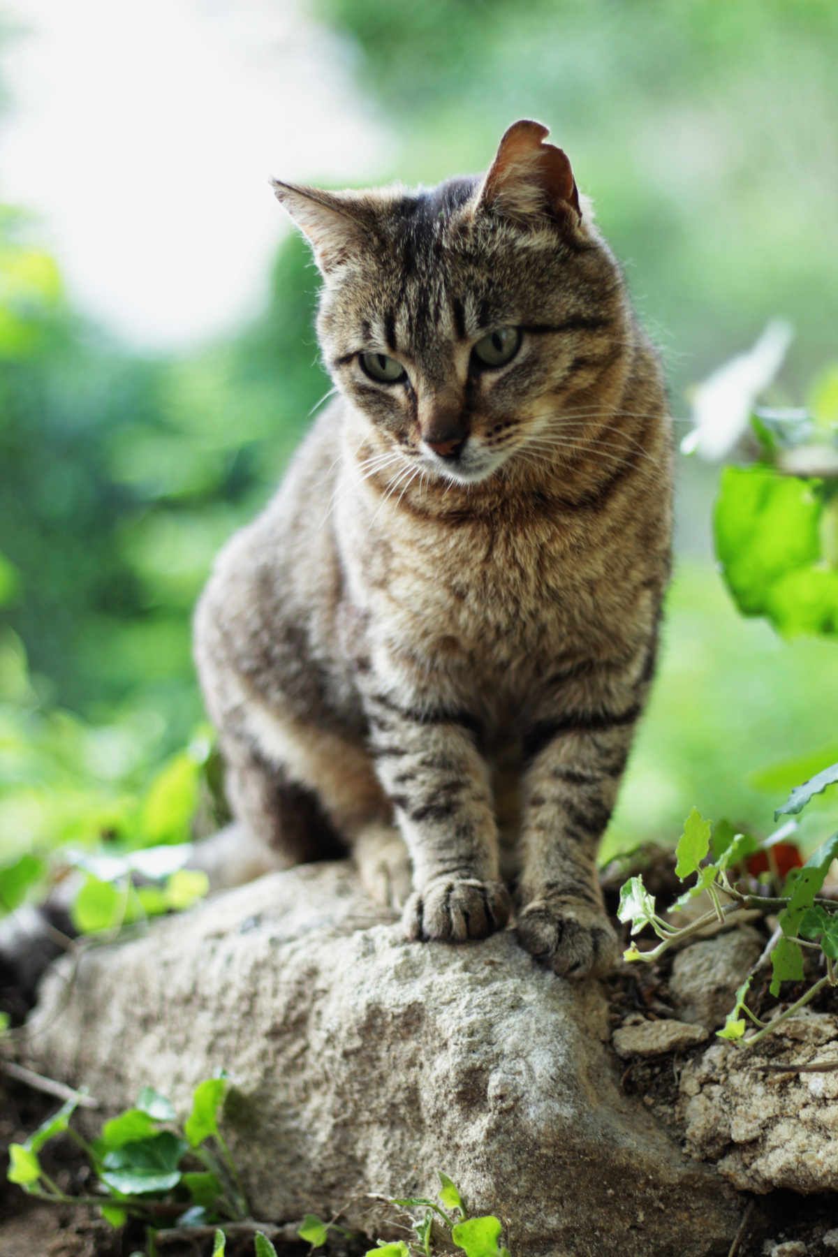 коты мыса Фиолент* 