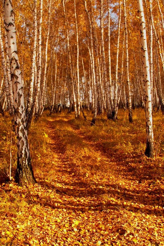 Все золото осени. лес, осень,березы.