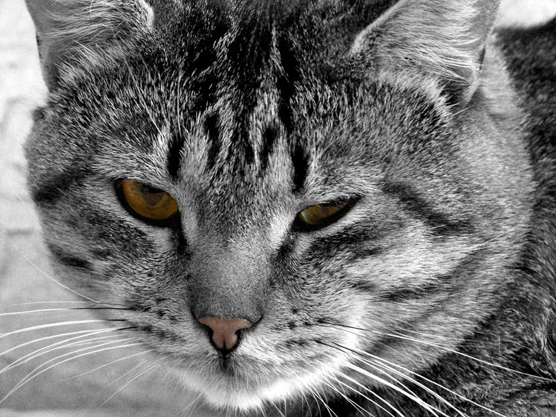 котейка 