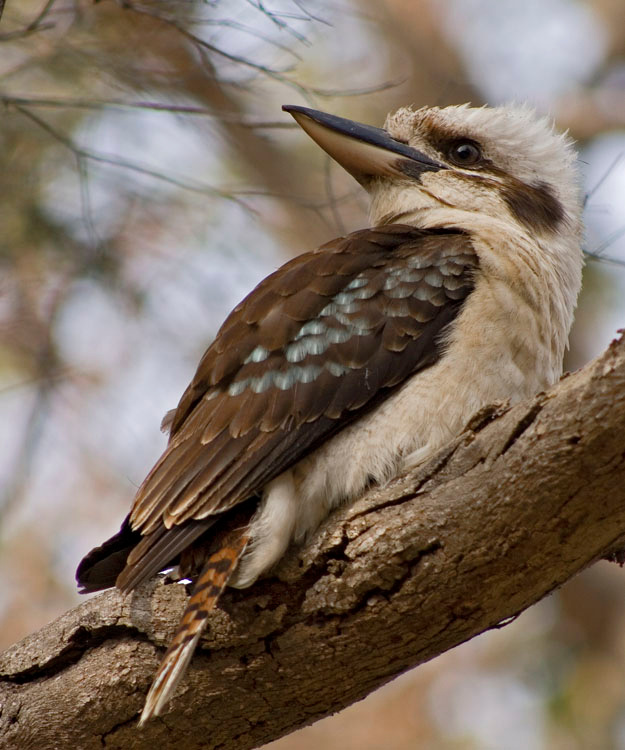 Кукабарра - уверенный взгляд в будущее Kookaburra кукабарра Австралия птицы