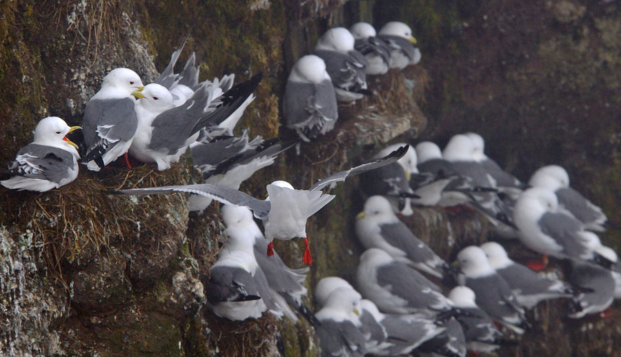 Сесть-то дайте! Говорушка, Rissa brevirostris, Red-legged Kittiwake, St. George Island, the Pribilofs, Bering Sea, Alaska