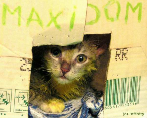 Максимка болеет кот животные