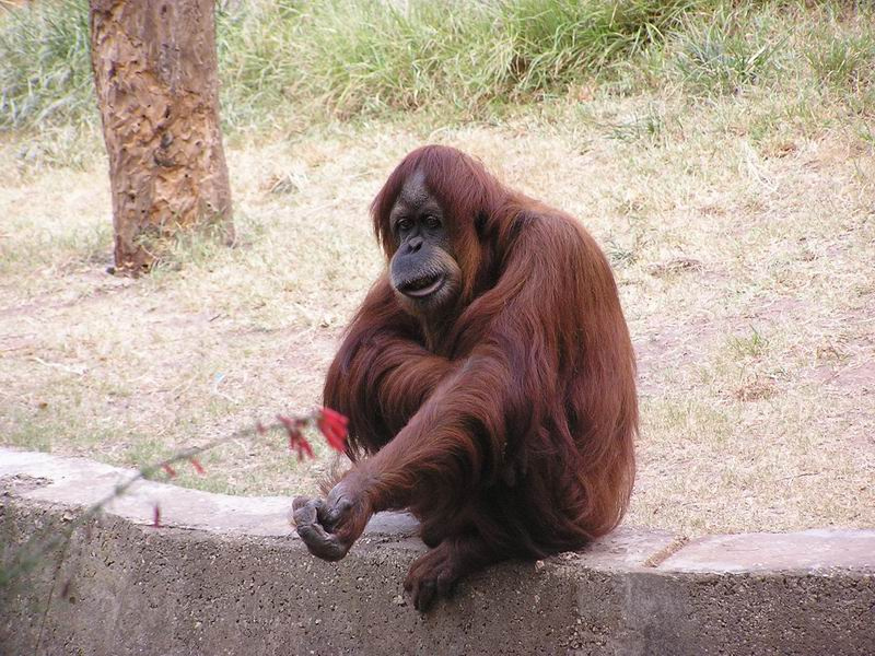 Monkey Mopnkey