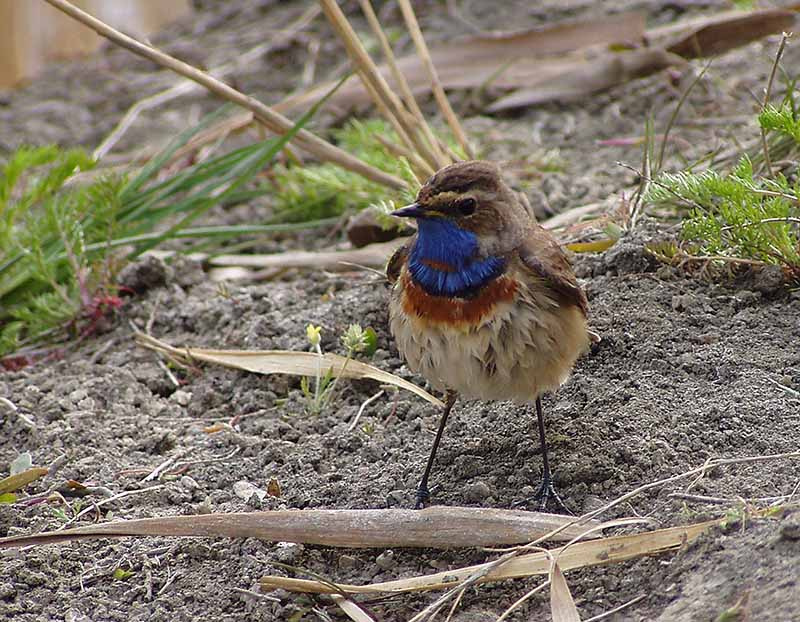 Варакушка (Luscinia svecica) варакушка Luscinia svecica Bluethroat птица воробьиные