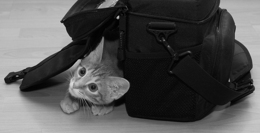 котькины прятки кот сумка прятки