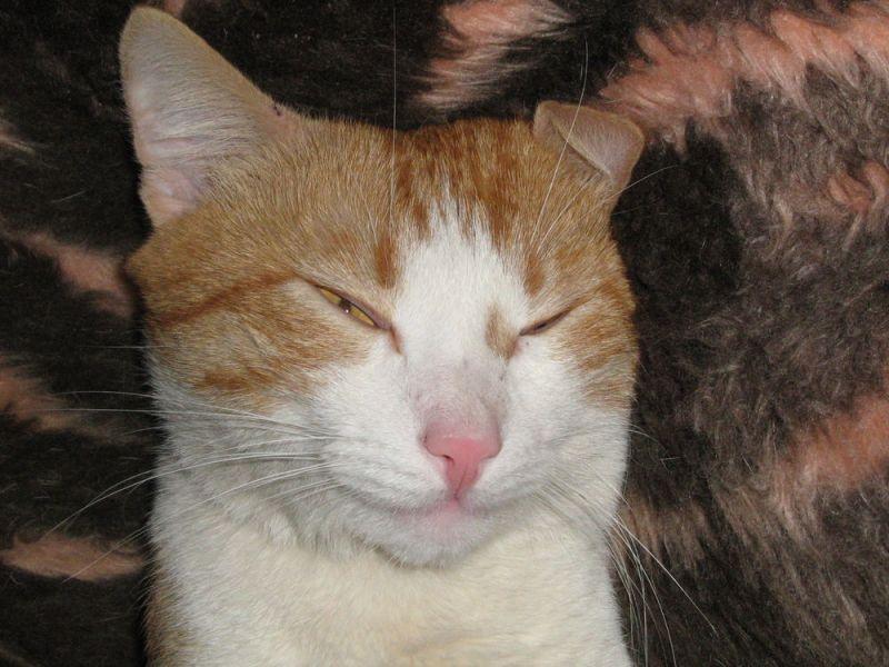 Хи-хи рыжий кот