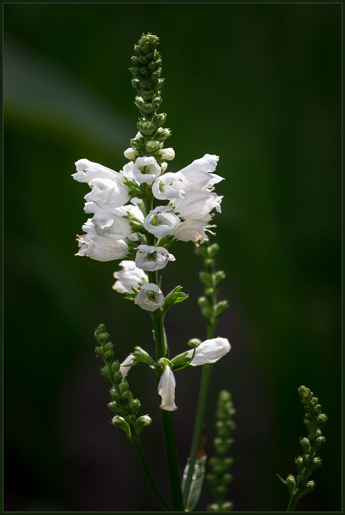 Summer Snow 