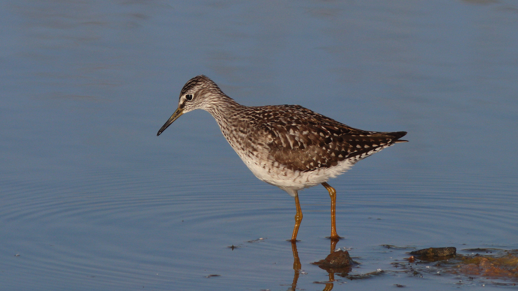 Фиифи Фифи Tringa glareola Wood Sandpiper