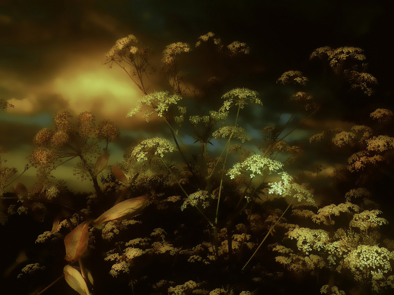 *** flora