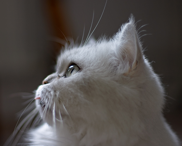Кошка кошка еще раз 
