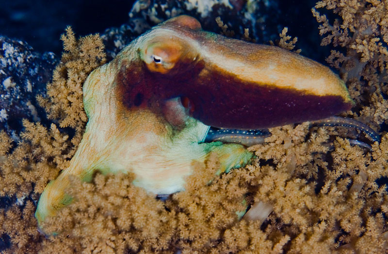 Осьминог до испуга :) осьминог red sea