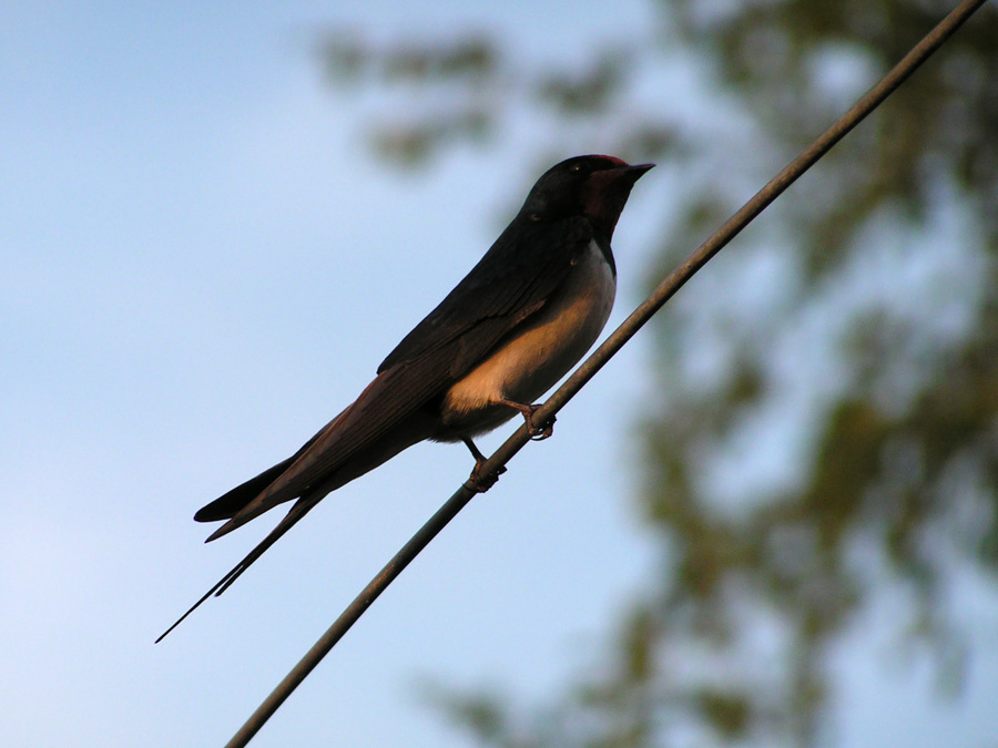 Bird Ласточка
