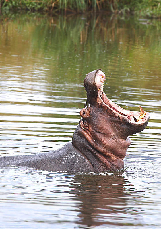 Hippo Бегемот