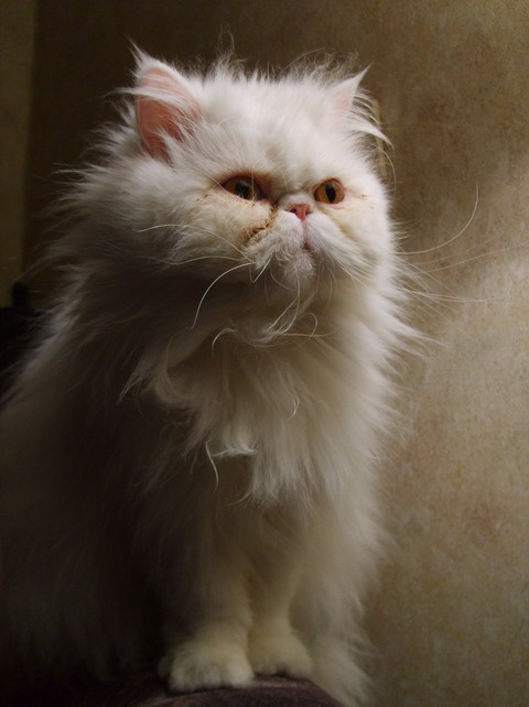 Кошка2 