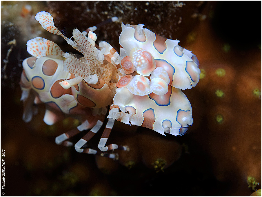 - Я - Арлекин! креветка,   арлекин,   harlequin,   shrimp,   красное,   море,   египет,   дахаб, подводная, съёмка, ночное, погружение