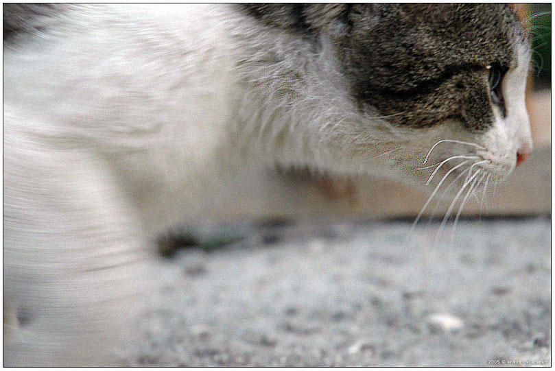 Hunter cat