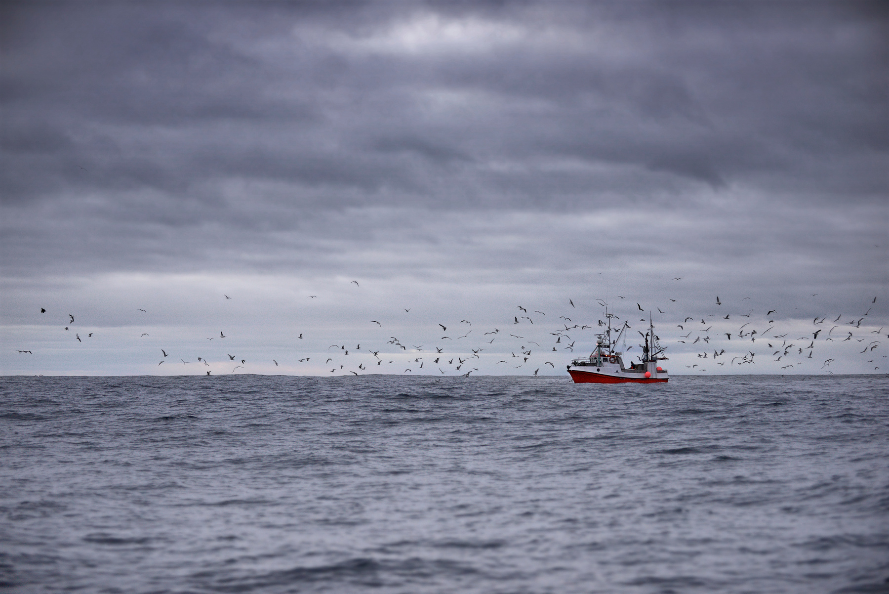 escort Lofoten. Ship. Seagull