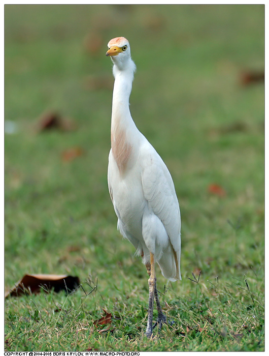 Cattle Egret cattle egret цапля