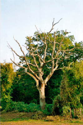 weathered tree tree,england,kent,nature