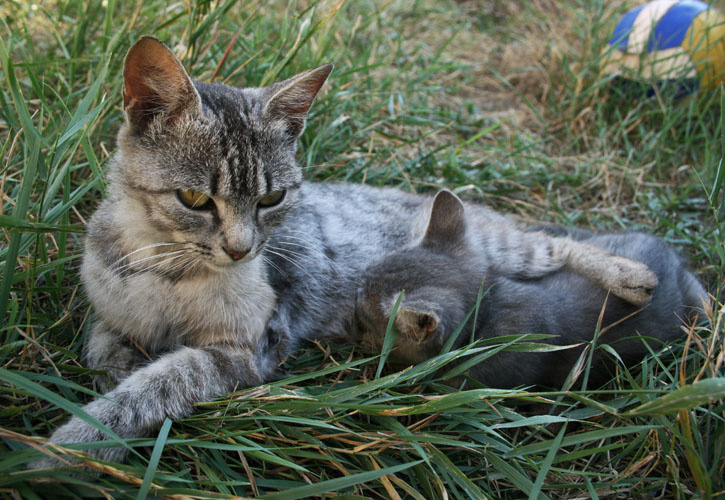 во дворе кошка, котенок
