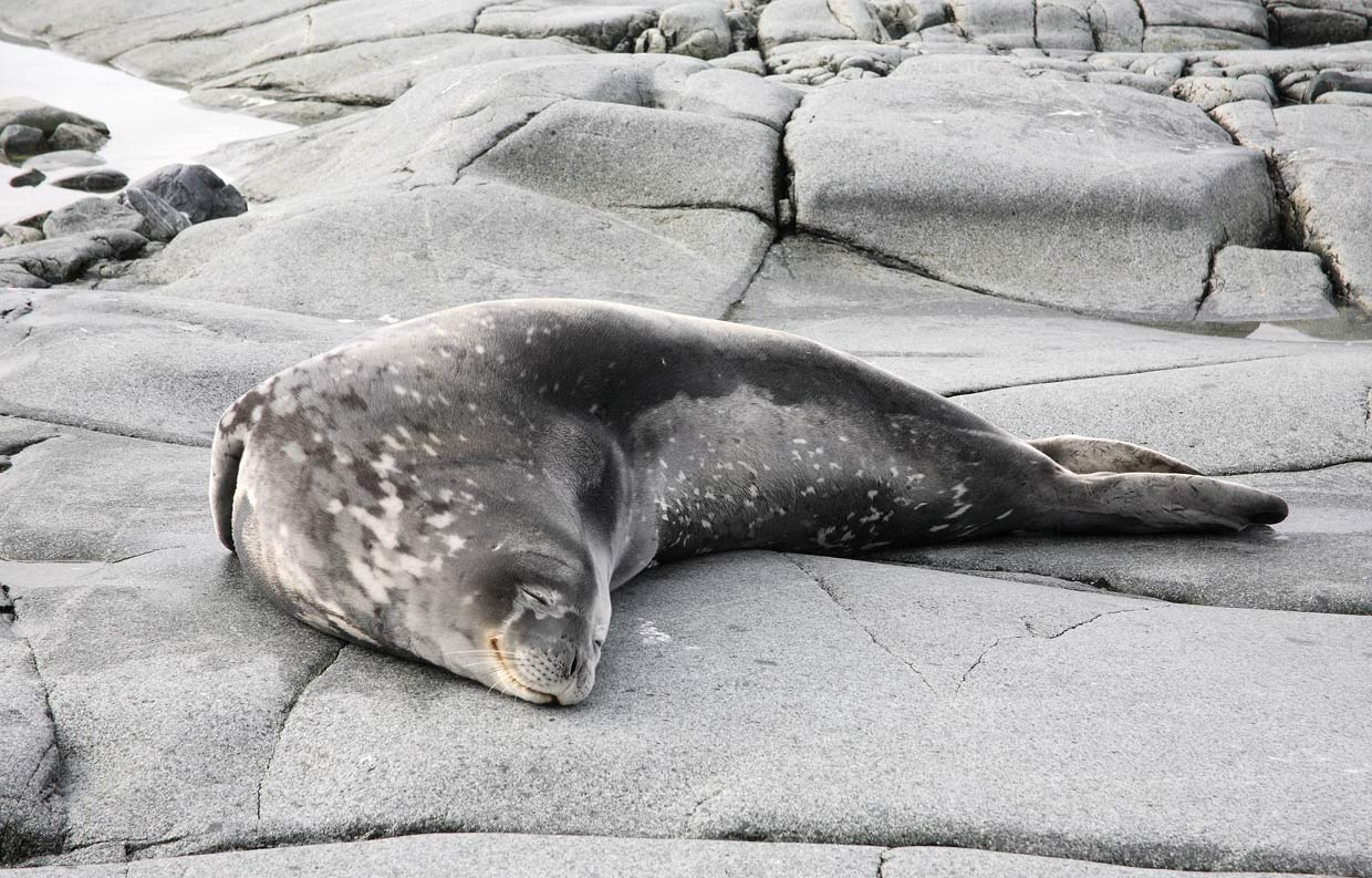 To day is warm Warm day wedell seal