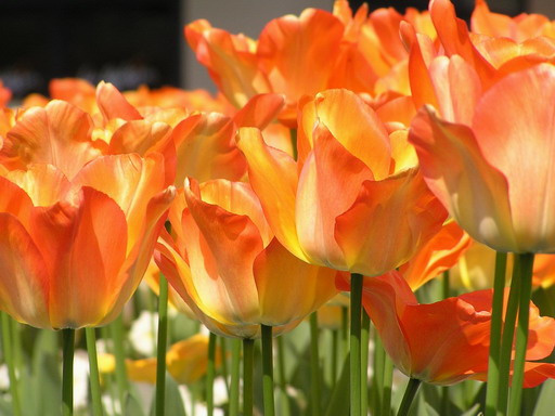Tulips 