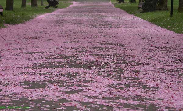 London walks. Дороги отступления весны аллея цветы лепестки Лондон Гринвич парк London Greenwich
