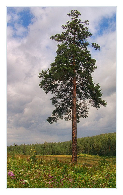 Отшельник 