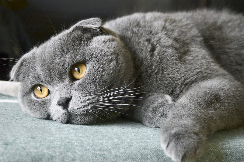 Вечный кайф! кот скотишфолд