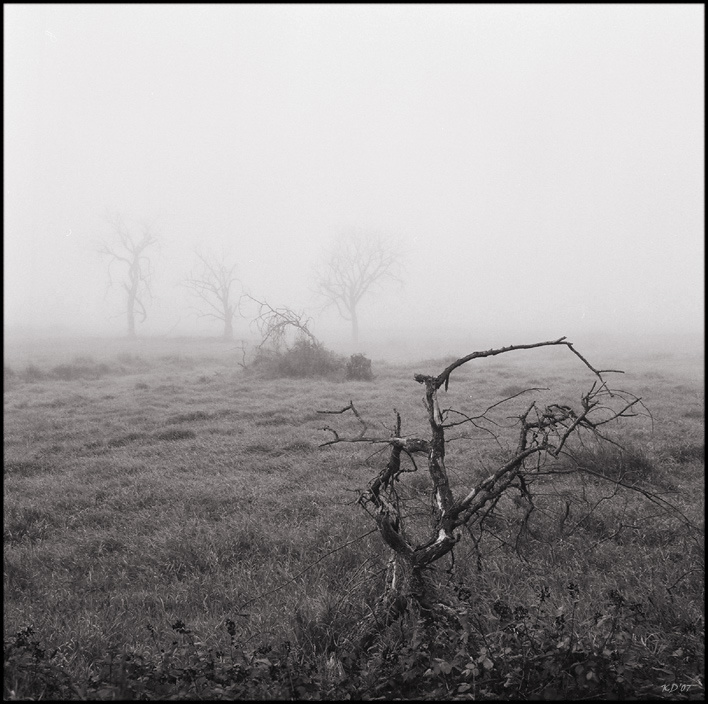 withered 