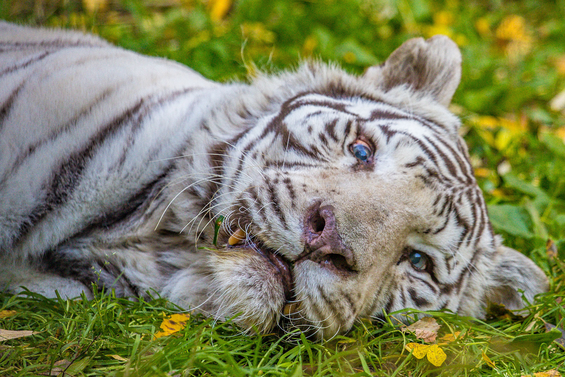 ***белый тигр 