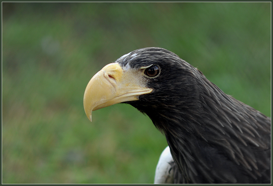 Портрет орлана белоплечий орлан Haliaeetus pelagicus