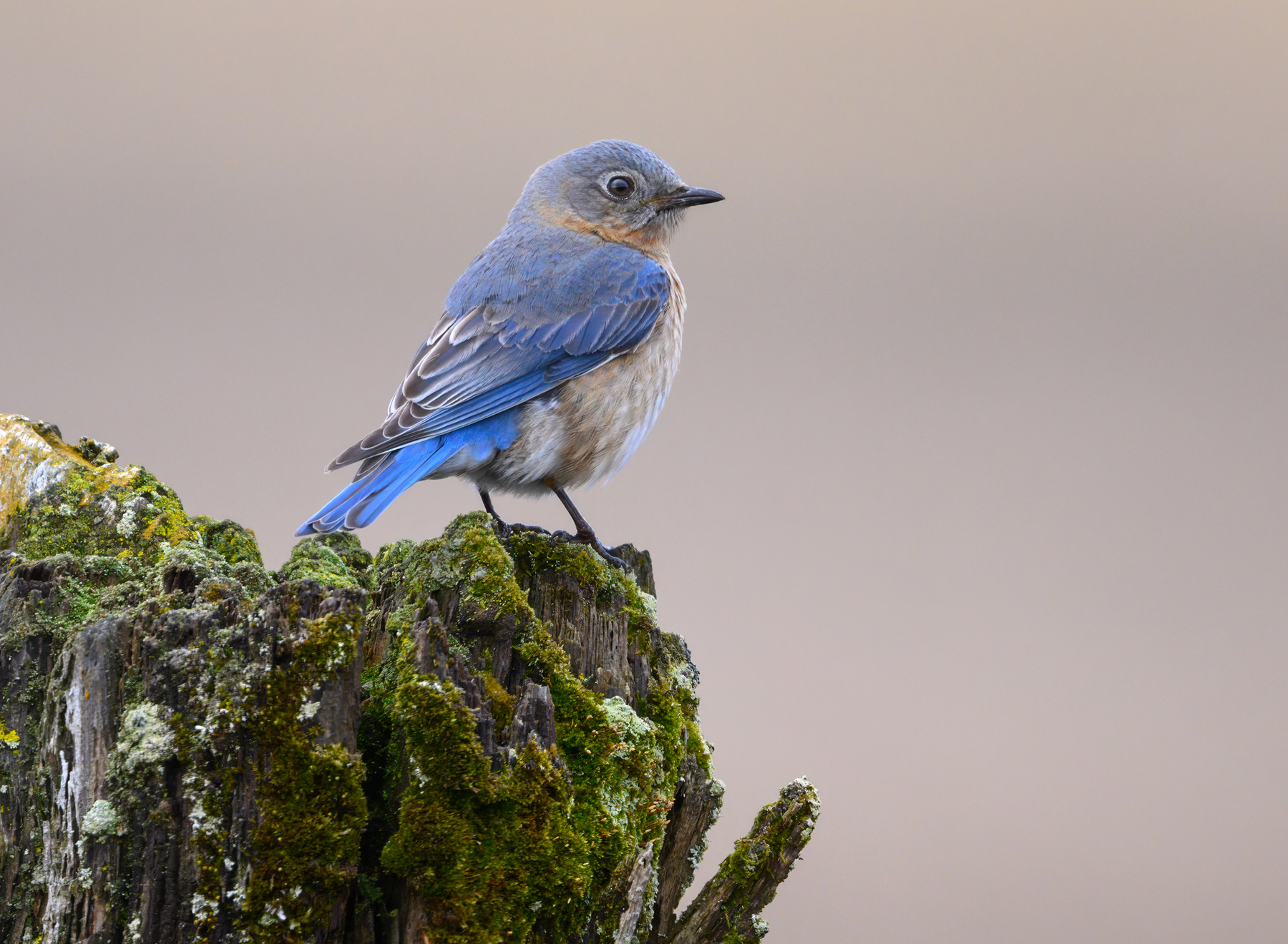 Eastern Bluebird (f) 