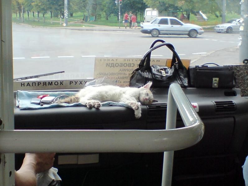 Ленивый кошак кот маршрутка торпеда лень