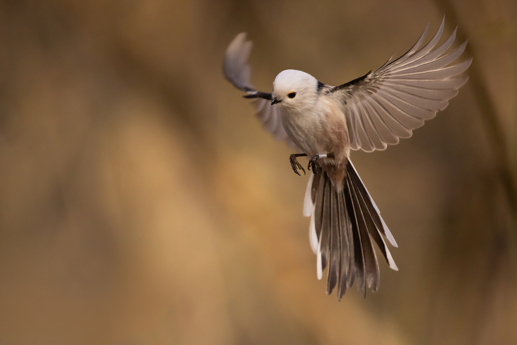 Long-tailed 