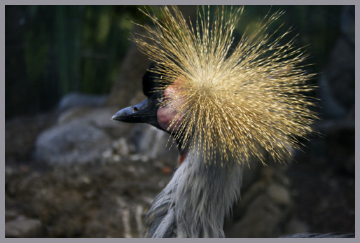 new hairdo? птица, зоопарк
